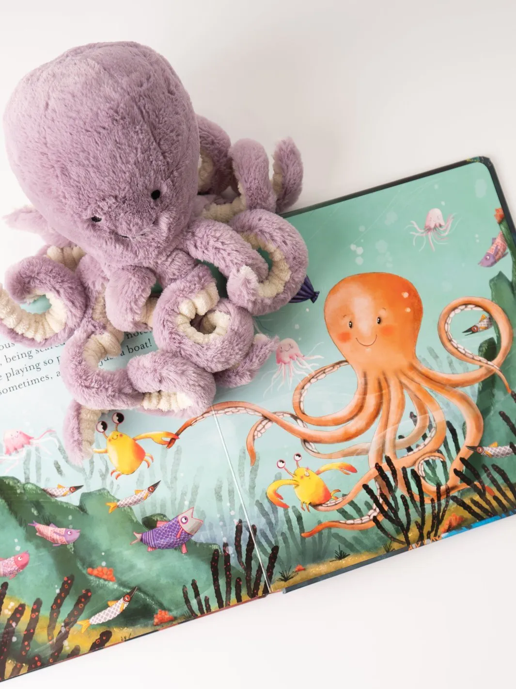 Little Maya Octopus